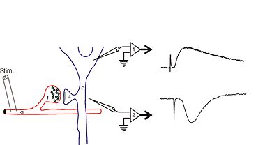 Field-Potential-Schematic