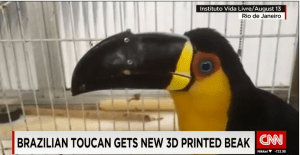 toucan