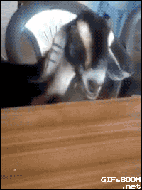 goat