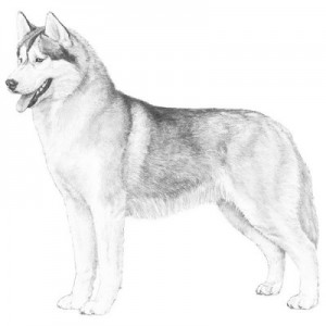 AKC-Siberian-Husky